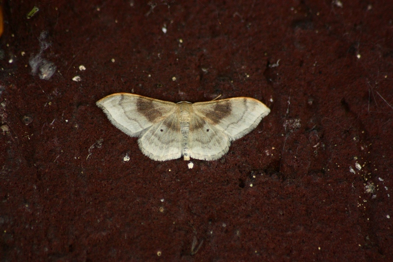 Geometridae da ID ?